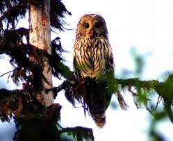 Attēlu rezultāti vaicājumam “Strix uralensis adult”