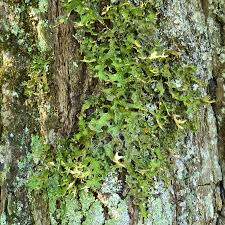 Attēlu rezultāti vaicājumam “Lobaria pulmonaria”