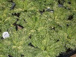 Attēlu rezultāti vaicājumam “Polemonium caeruleum bud”