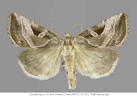 Attēlu rezultāti vaicājumam “Eucarta virgo”