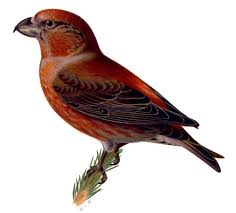 Attēlu rezultāti vaicājumam “Loxia pytyopsittacus”