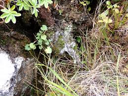 Attēlu rezultāti vaicājumam “Rhabdoweisia fugax”