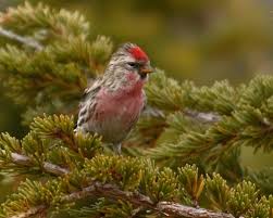 Attēlu rezultāti vaicājumam “Carduelis flammea female”
