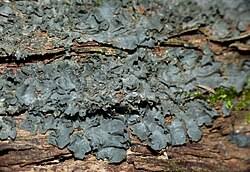 Attēlu rezultāti vaicājumam “Collema”