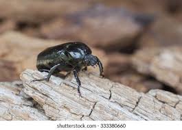 Attēlu rezultāti vaicājumam “Osmoderma barnabita”