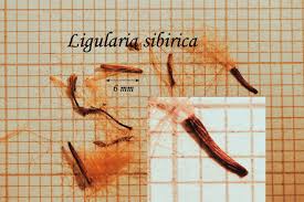 Attēlu rezultāti vaicājumam “Ligularia sibirica”