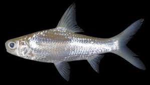 Image result for Cyprinus multitaeniatus