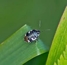 Attēlu rezultāti vaicājumam “Tritomegas bicolor nymph”