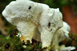 Attēlu rezultāti vaicājumam “Sistotrema confluens”