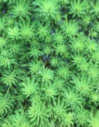 「粉綠狐尾藻」的圖片搜尋結果