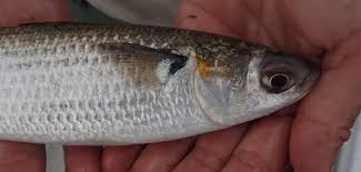 Image result for Mugil curema