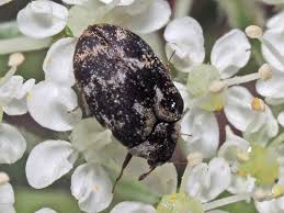 Attēlu rezultāti vaicājumam “Anthrenus museorum”