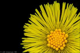 Attēlu rezultāti vaicājumam “Tussilago farfara”