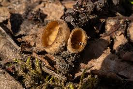 Attēlu rezultāti vaicājumam “Hemitrichia lutescens macro”