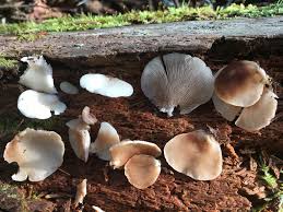 Attēlu rezultāti vaicājumam “Crepidotus applanatus”