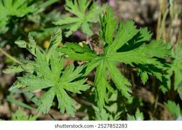 Attēlu rezultāti vaicājumam “Geranium pratense leaf”