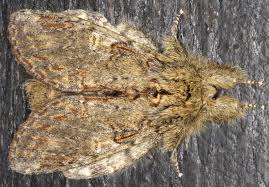 Attēlu rezultāti vaicājumam “Peridea anceps”