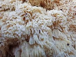 Attēlu rezultāti vaicājumam “Basidioradulum radula”