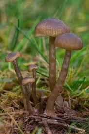 Attēlu rezultāti vaicājumam “Pseudotaxiphyllum elegans macro”