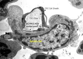 Attēlu rezultāti vaicājumam “Cinclidotus danubicus cells”