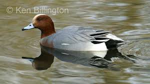 Attēlu rezultāti vaicājumam “Anas penelope”