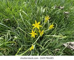 Attēlu rezultāti vaicājumam “Gagea lutea flower”