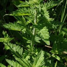 Attēlu rezultāti vaicājumam “Lycopus europaeus leaf”