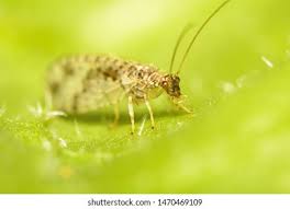 Attēlu rezultāti vaicājumam “Hemerobiidae”