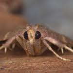 Attēlu rezultāti vaicājumam “Hypsopygia glaucinalis”