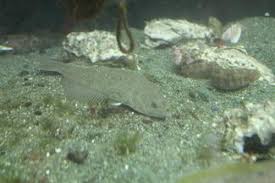 Image result for Parophrys vetulus