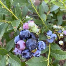 Attēlu rezultāti vaicājumam “Vaccinium angustifolium”