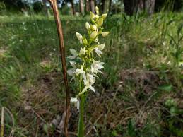 Attēlu rezultāti vaicājumam “Platanthera bifolia flower”