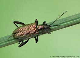 Attēlu rezultāti vaicājumam “Donacia dentata”