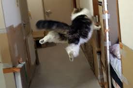 猫次郎o에 대한 이미지 검색결과