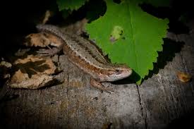 Attēlu rezultāti vaicājumam “Lacerta vivipara”