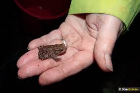 Attēlu rezultāti vaicājumam “Bufo bufo juvenile”