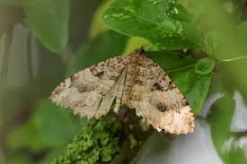 Attēlu rezultāti vaicājumam “Triphosa dubitata”