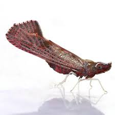 Attēlu rezultāti vaicājumam “Rabdophaga degeeri”