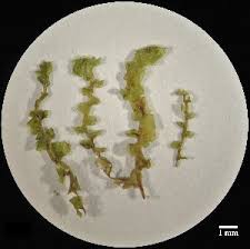 Attēlu rezultāti vaicājumam “Scapania irrigua”