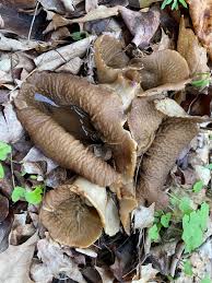 Attēlu rezultāti vaicājumam “Helvella acetabulum”