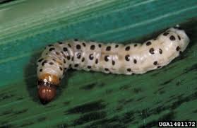 Attēlu rezultāti vaicājumam “Cribraria oregana stalked”