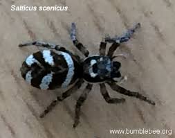 Attēlu rezultāti vaicājumam “Salticus sp.”