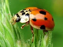Attēlu rezultāti vaicājumam “Adalia decempunctata”