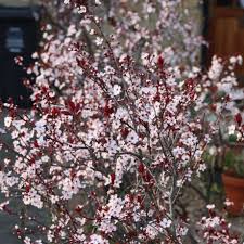 Attēlu rezultāti vaicājumam “Prunus cerasifera”
