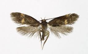 Attēlu rezultāti vaicājumam “Borkhausenia minutella”