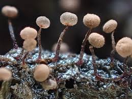 Attēlu rezultāti vaicājumam “Physarum viride stalked”