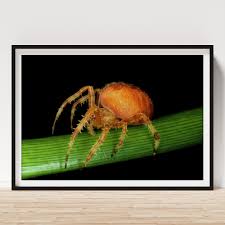 Attēlu rezultāti vaicājumam “Araneus quadratus female”