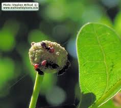 Attēlu rezultāti vaicājumam “Quercus robur bud”