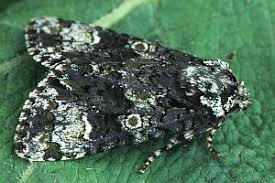 Attēlu rezultāti vaicājumam “Craniophora ligustri imago”