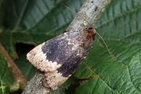 Attēlu rezultāti vaicājumam “Amphipyra perflua”